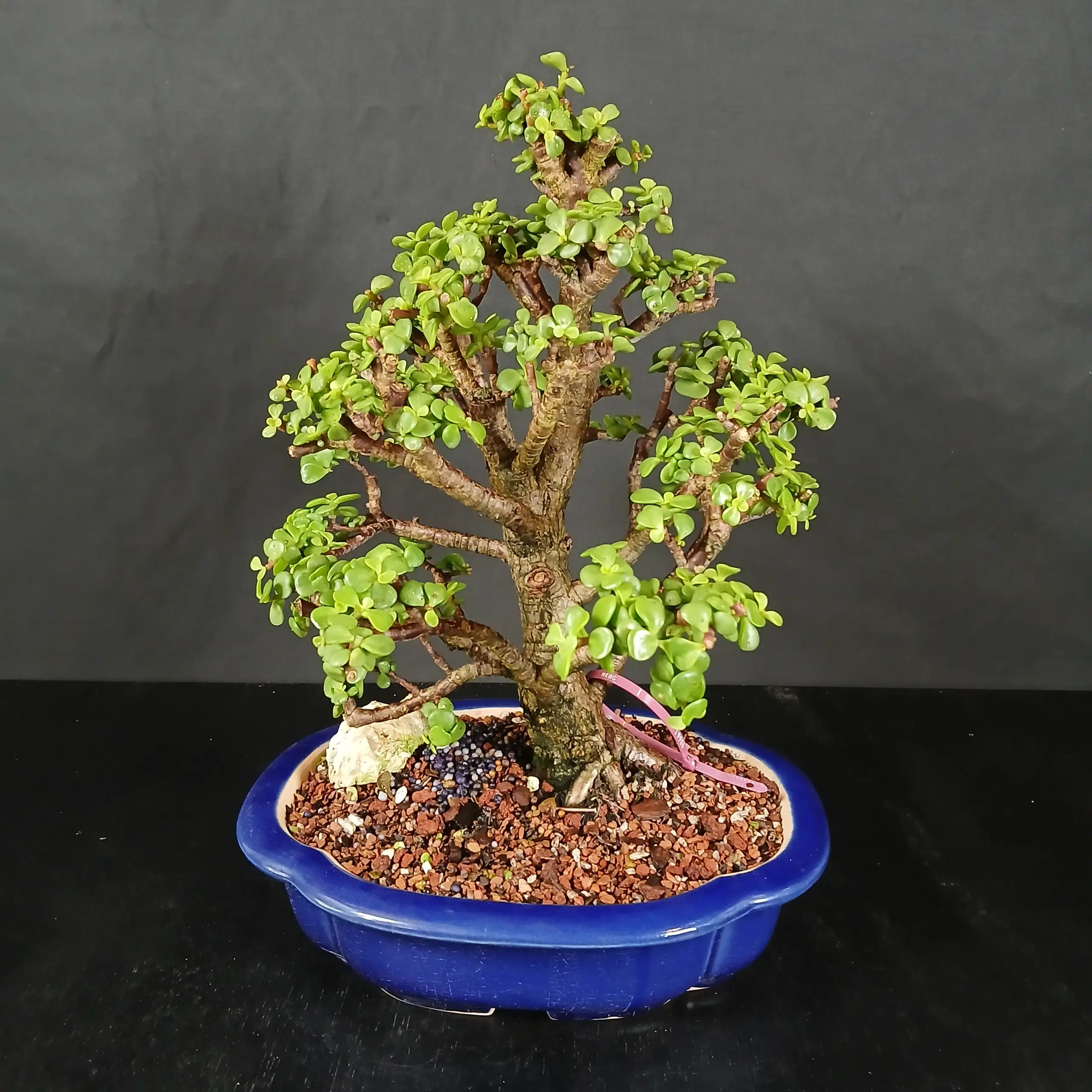 Dwarf Jade 'Portulacaria afra' in a Ceramic Pot (No. 19906