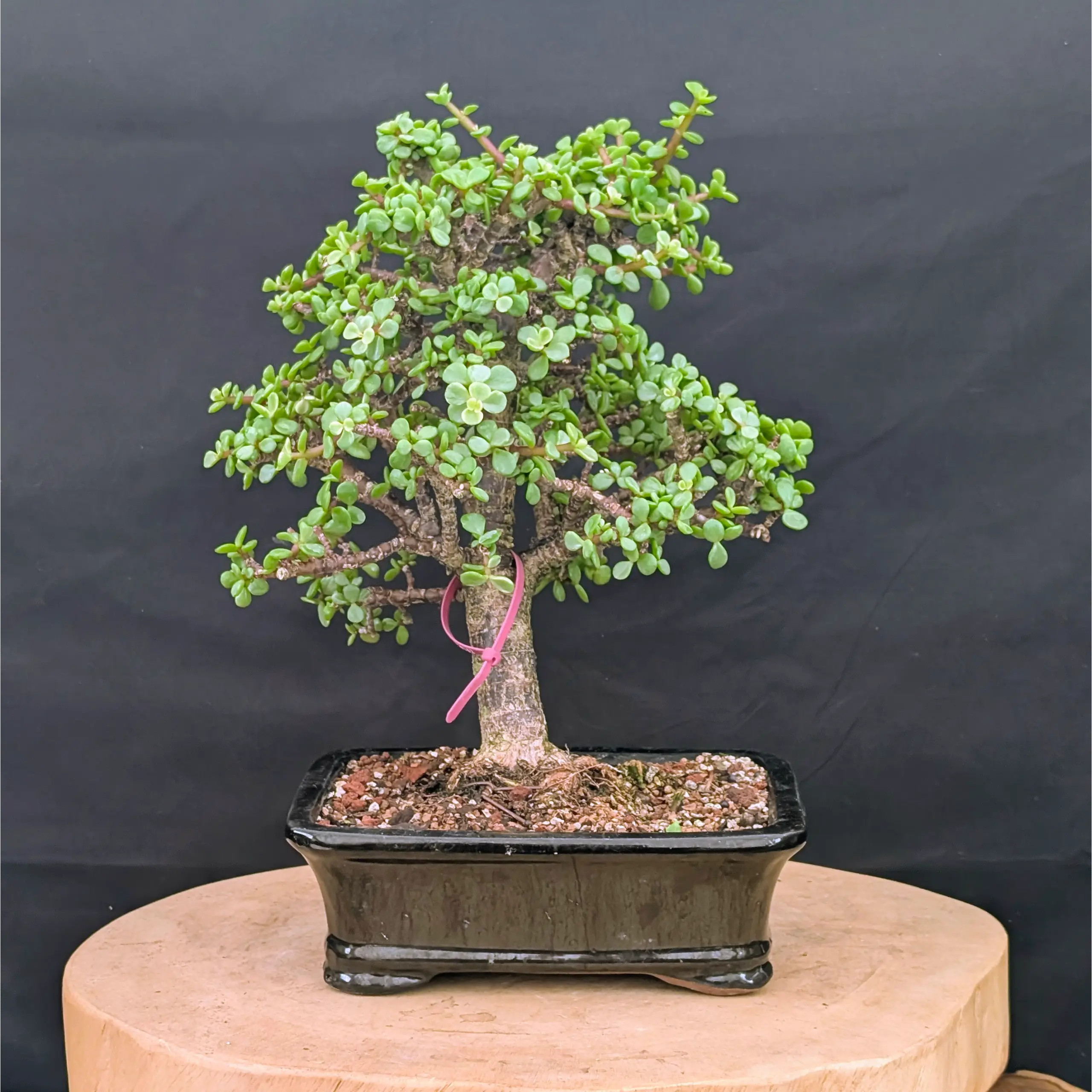 variegated_jade_bonsai_sku1970