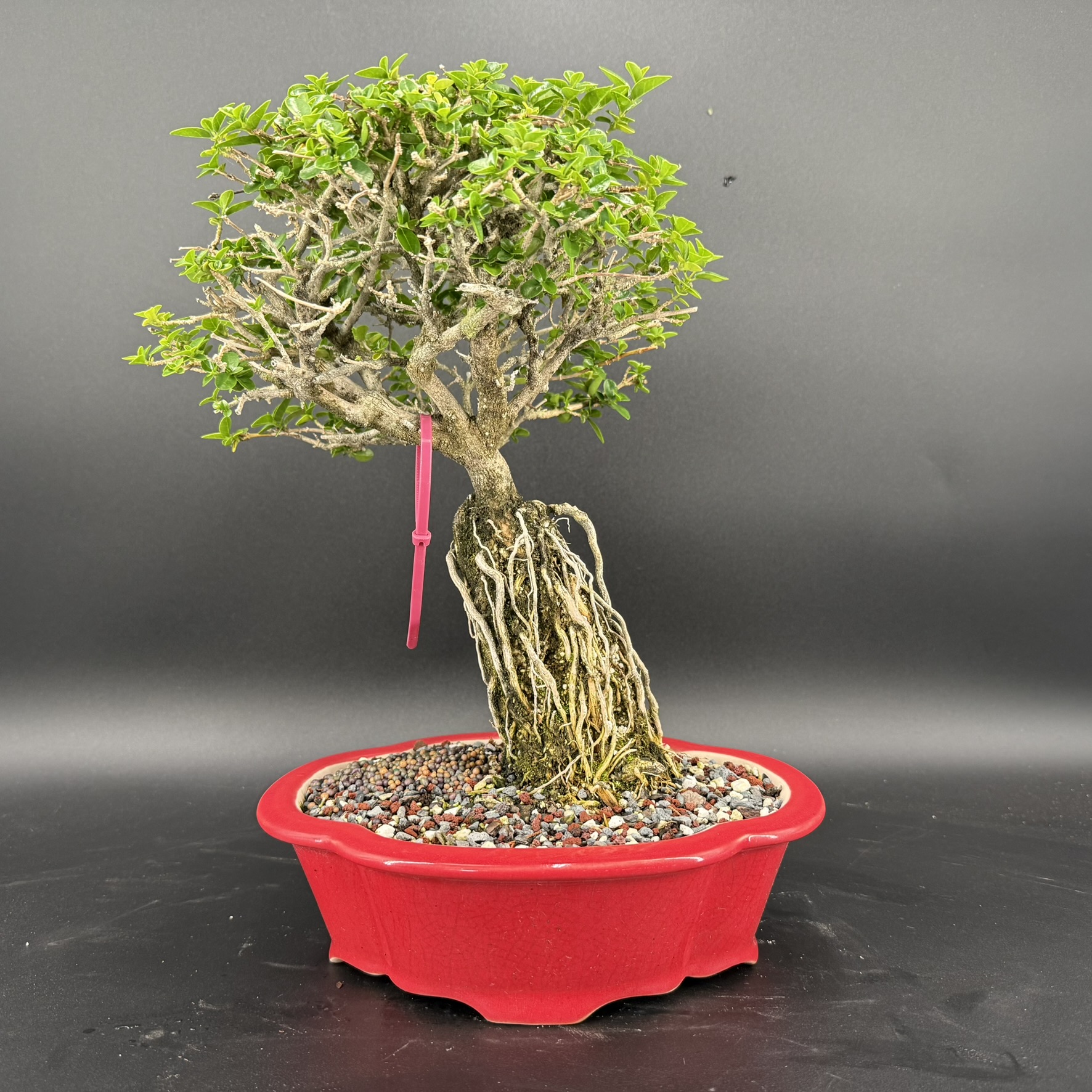 Exposed Root Premna Microphylla Bonsai in Red Yixing Ceramic Pot