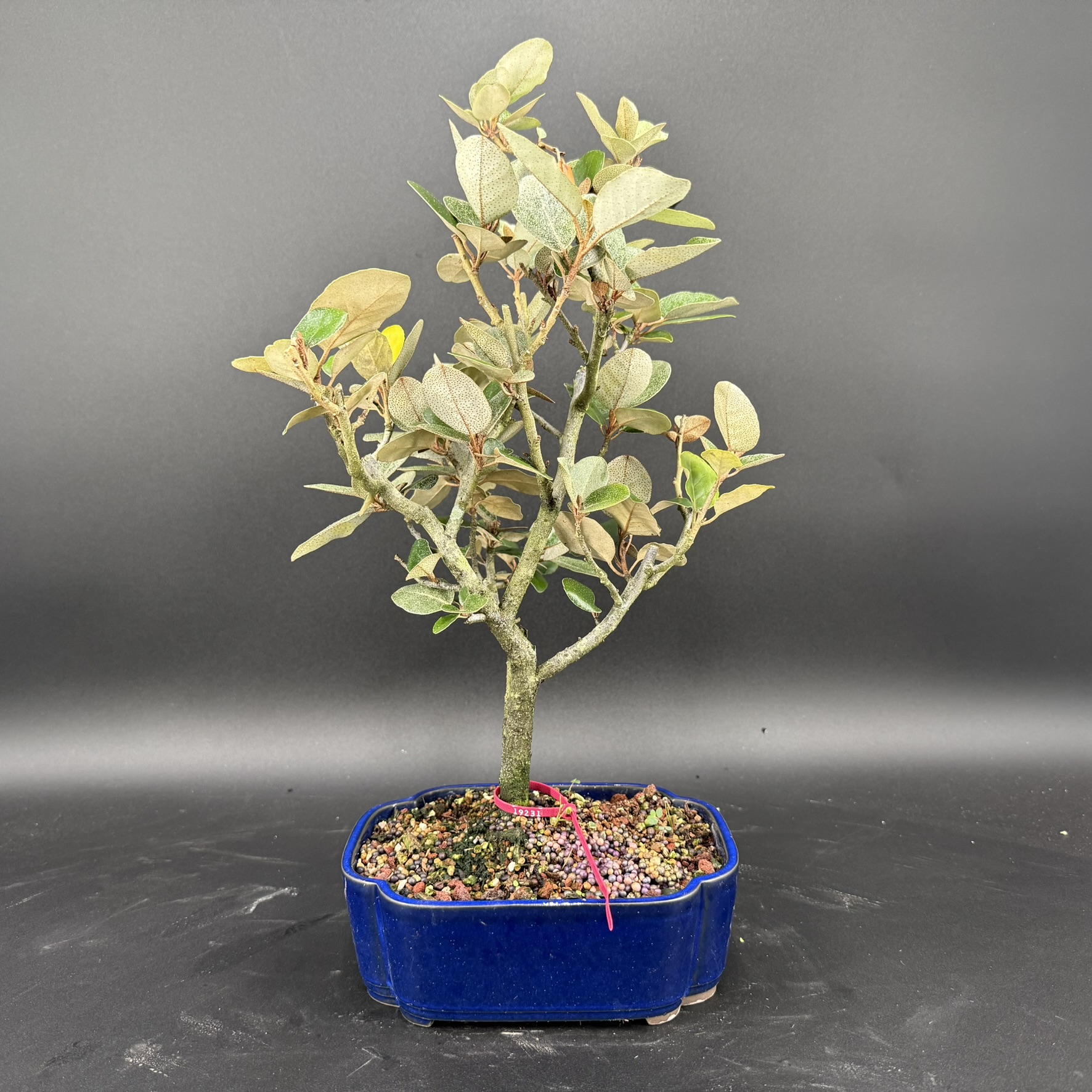 heckenkirsche bonsai Bonsai tree