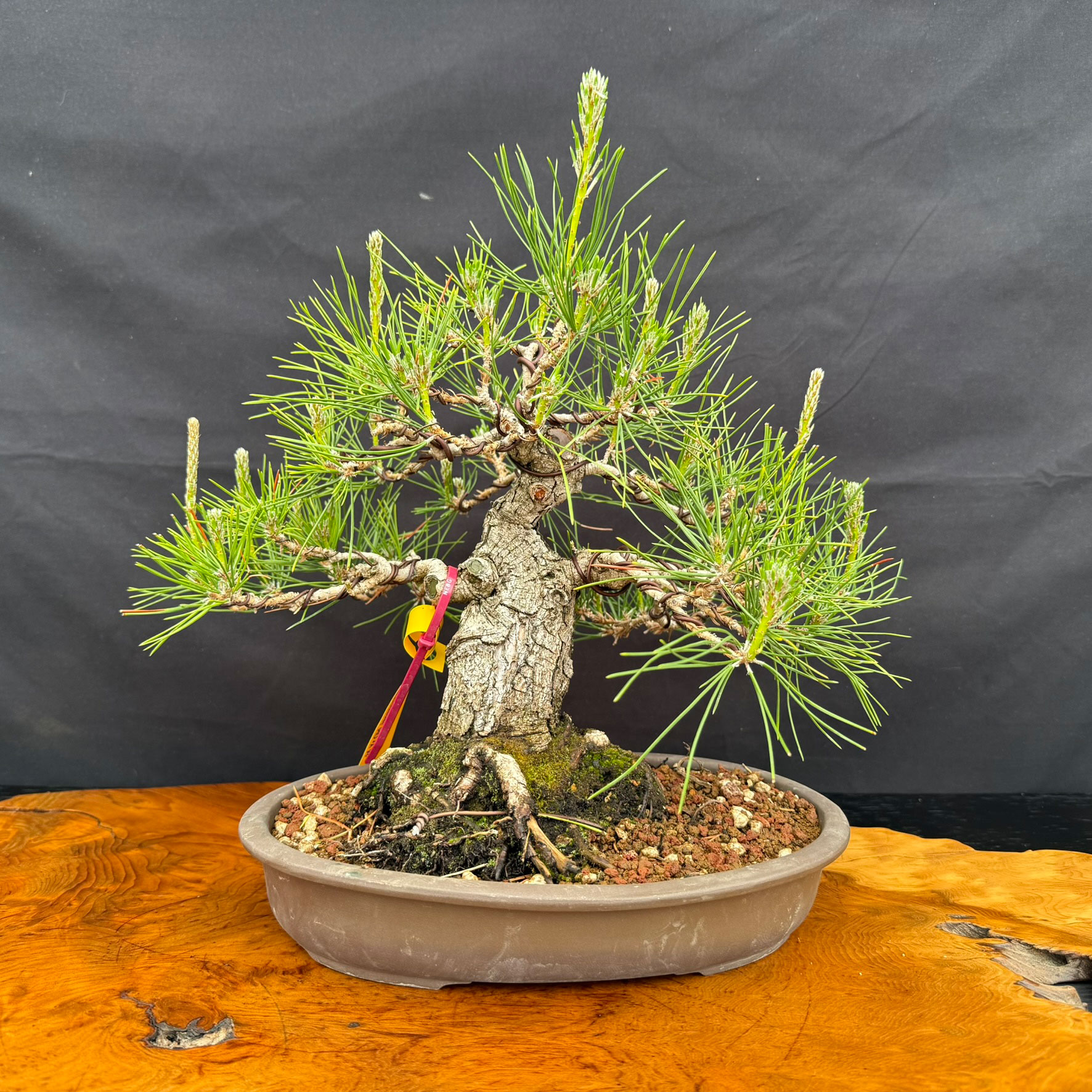 盆栽⑤ 1986 Japanese Black Pine Bonsai with Tall Rugged Trunk | Bonsai Outlet