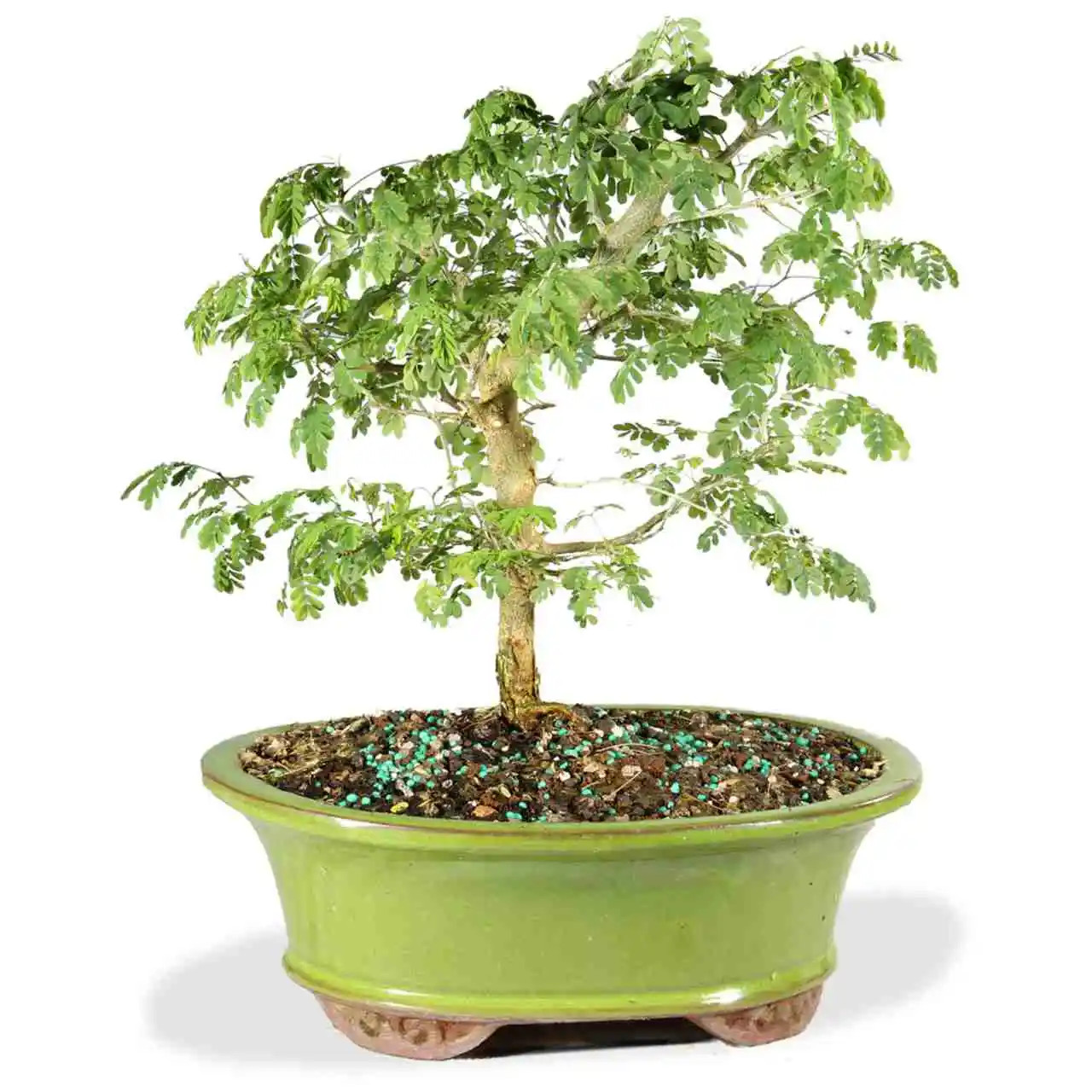 盆栽 brazil Brazilian Rain Tree (In/Out) at BonsaiOutlet.com