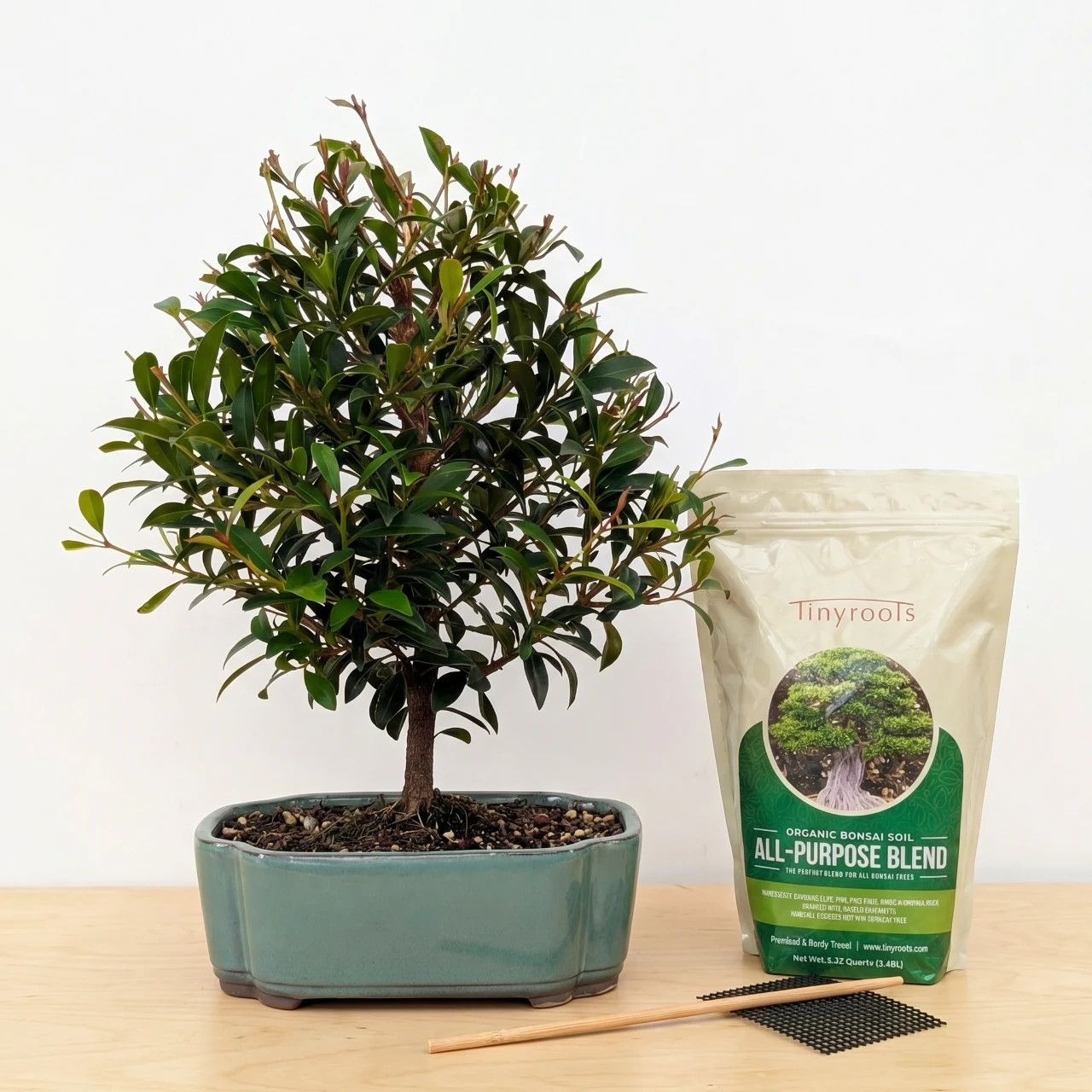 Brush Cherry Bonsai Tree Kit - Includes Everything You Need to Get