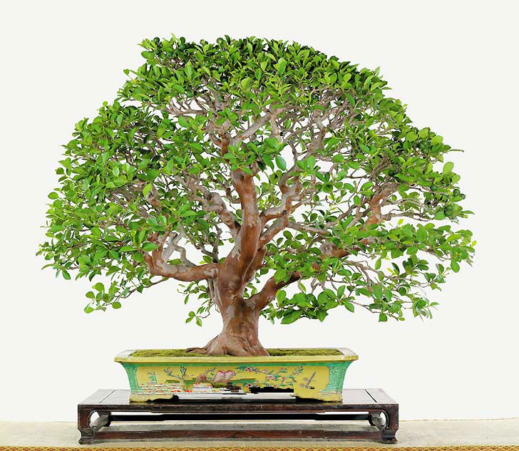 bonsai tree gift meaning