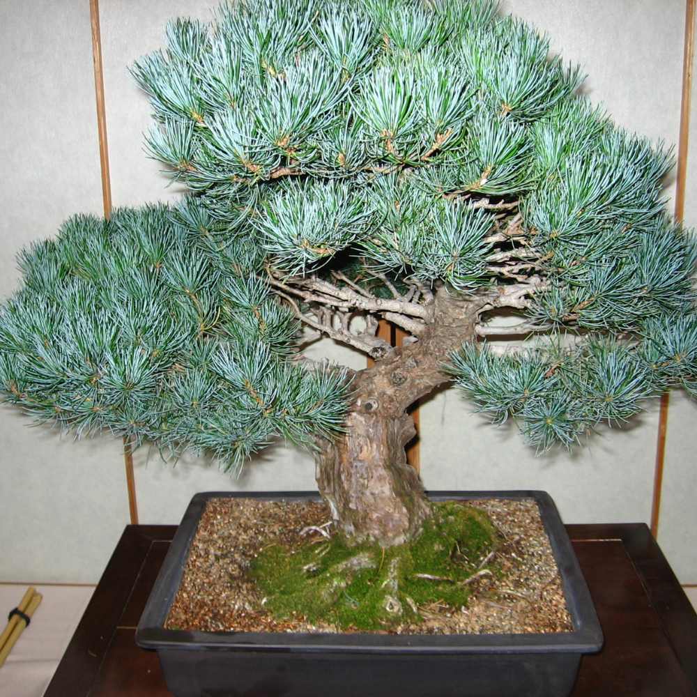 Bonsai Trees are Unique Gifts You Can Afford to Give Bonsai Outlet