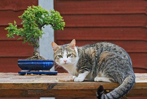 bonsai cat