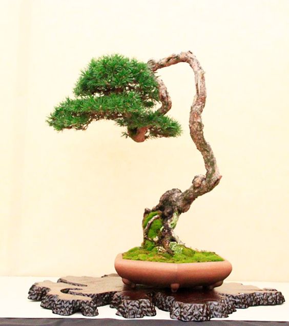 Bunjin Bonsai: Take Your Bonsai To Extremes - Bonsai Outlet