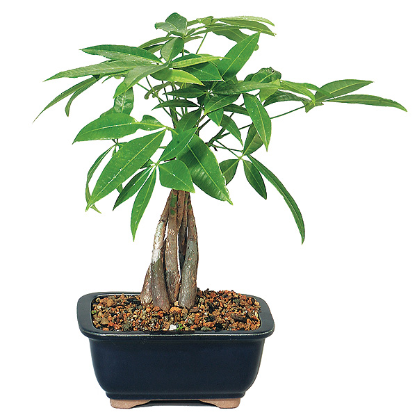 Money Tree Bonsai Care - The Do's & Dont's