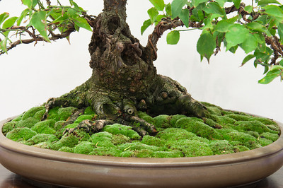 Live Moss Small Terrarium Plants Bonsai, Miniature Garden Plants