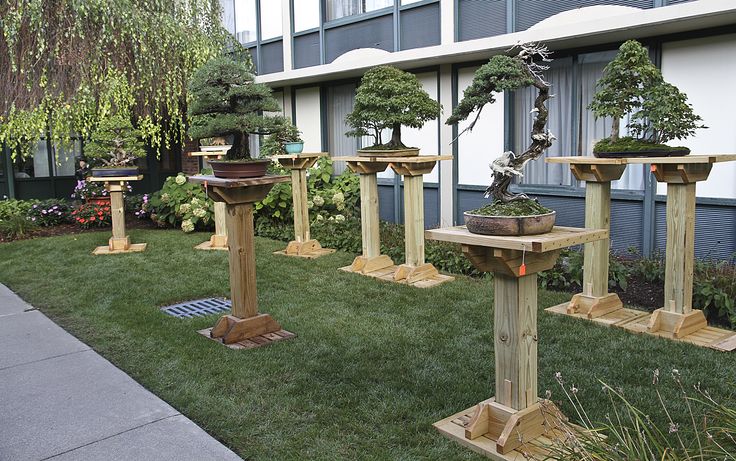 Six Ways To Keep Your Bonsai Safe In The Summer - Bonsai Outlet