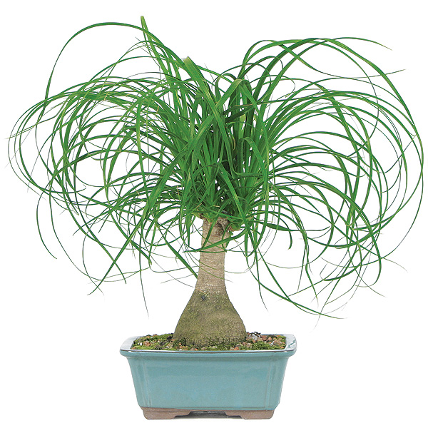 Ponytail Palm Care - Bonsai Outlet