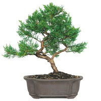 Random Bonsai Thoughts For All - Bonsai Outlet Random Bonsai Thoughts For All - Bonsai Outlet