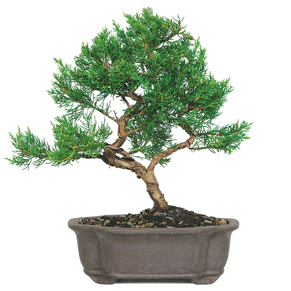 Shimpaku Juniper Bonsai Tree