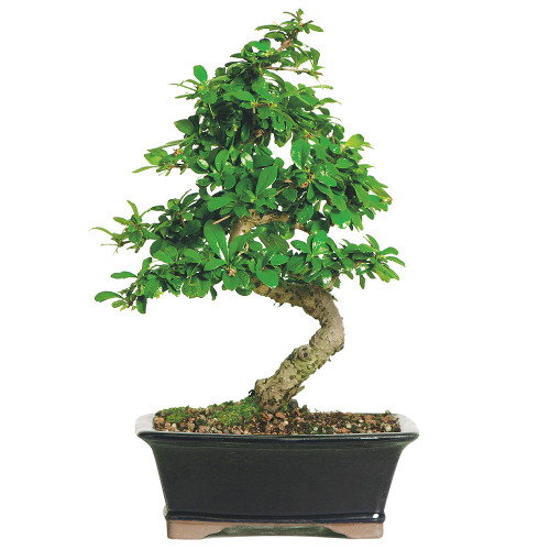 Fukien Tea Bonsai Tree (Indoor FT08) Bonsai Outlet