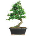 Fukien Tea Bonsai Tree