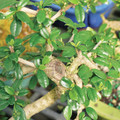 Fukien Tea Bonsai Tree Leaves