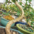 Fukien Tea Bonsai Tree Trunk