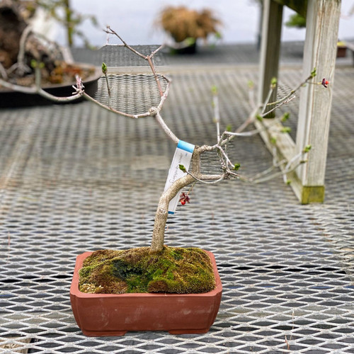 盆栽 Japanese bonsai Satsuki Azalea 'Wakaebisu' Bonsai – Imported Japanese Specimen