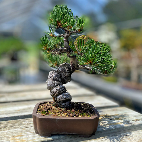 五葉松　Japanese White Pine pinus-parviflora-koru-japanese