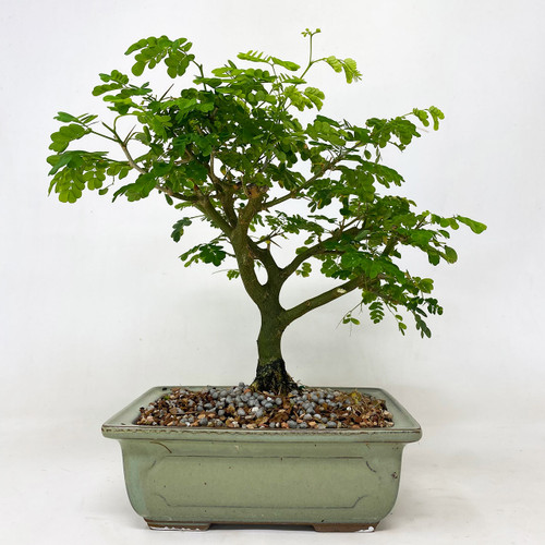 盆栽 brazil IMG_6260__26615.1597671745.500