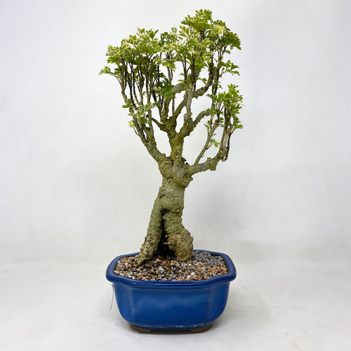 IMG_6285__02670.1597673001.500