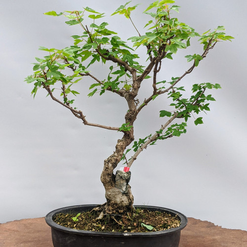 00000IMG_00000_BURST2020082709