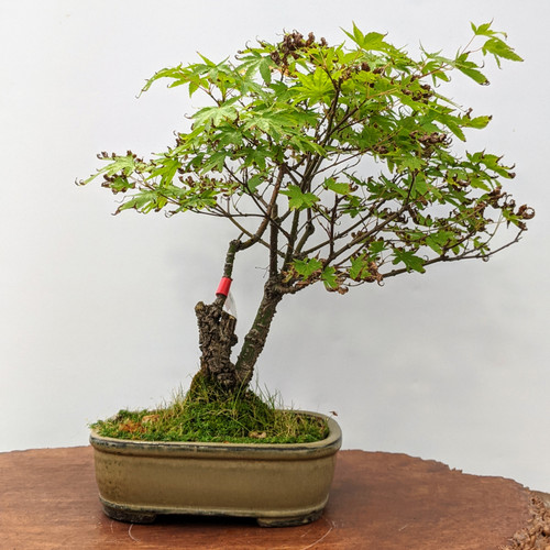 00000IMG_00000_BURST2020082710