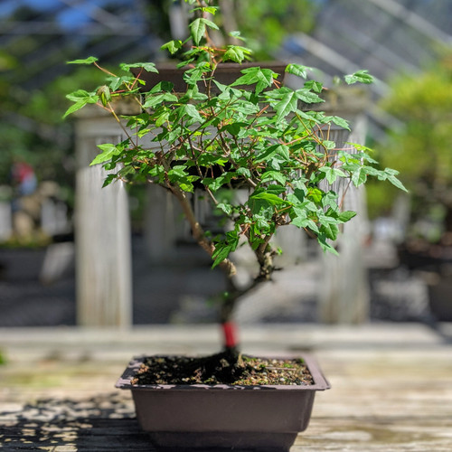 その他 MapleTree Buy Acer japonicum 'Otaki' Full Moon Japanese Maple — Mr