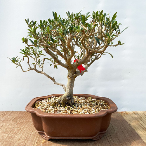 Very Dwarf Old Olive Bonsai Tree I Bonsai Outlet | WEB4337 