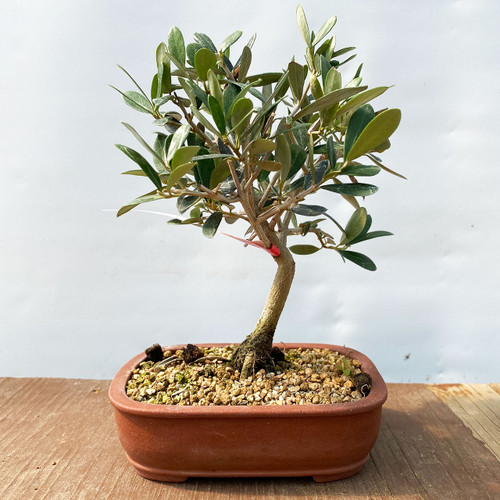 オリーブ 大!盆栽 Oh!Olive Bonsai 【公式通販】