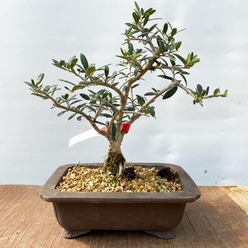 オリーブ盆栽Olive Bonsai ◇小倉園'sセレクション @ブテイヤン 10号鉢 フランス🇫🇷原産の