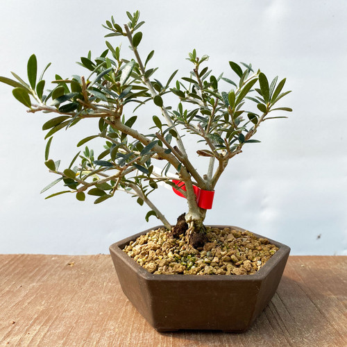 オリーブ盆栽　Olive Bonsai IMG_5441__41747.1600270679.500