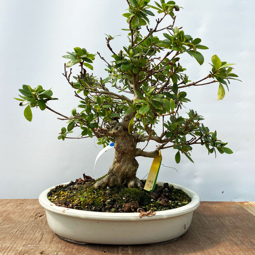 Imported Satsuki Azalea Bonsai Tree | Bonsai Outlet | WEB4120