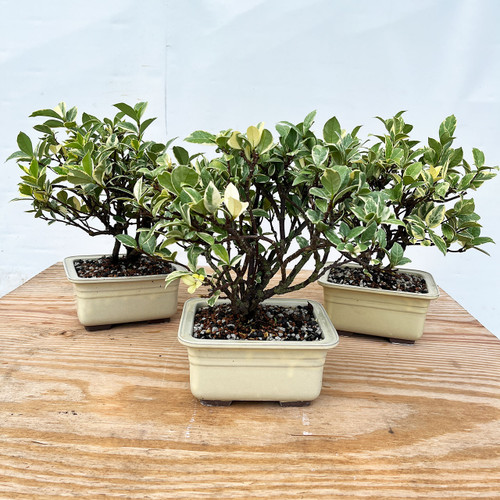 CAVORI 完売品 Jasmine Tops アイボリー CAVORI 完売品 Jasmine Tops アイボリー