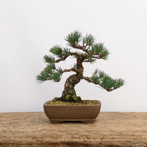 五葉松　Japanese White Pine _ Japanese White Pine Goyomatsu 