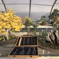 A wooden presentation box showcasing the Tinyroots Ultimate Package stainless steel bonsai tool kit sits in the foreground of a bright greenhouse. The open case reveals ten specialized tools, including various shears, concave cutters, knob cutters, and a root rake, all neatly arranged against a black foam lining. 

To the left, a large, well-developed Ginkgo biloba bonsai stands out with its vibrant, fan-shaped yellow autumn leaves and thick, textured trunk. In the background, other bonsai specimens, including a refined green juniper and a weathered olive tree, are positioned on metal mesh shelving. The scene is bathed in the soft, diffused light characteristic of a greenhouse with a translucent roof, emphasizing the connection between the high-quality stainless steel maintenance tools and the art of caring for mature bonsai trees.