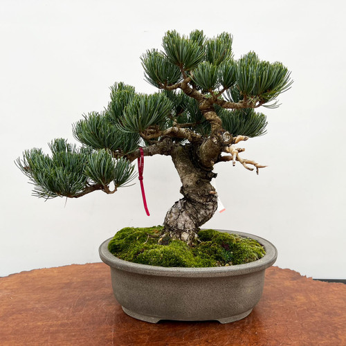Imported Japanese White Pine 
