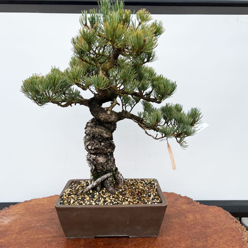 五葉松　Japanese White Pine Essential Care Tips for Japanese White Pine Bonsai – Tree