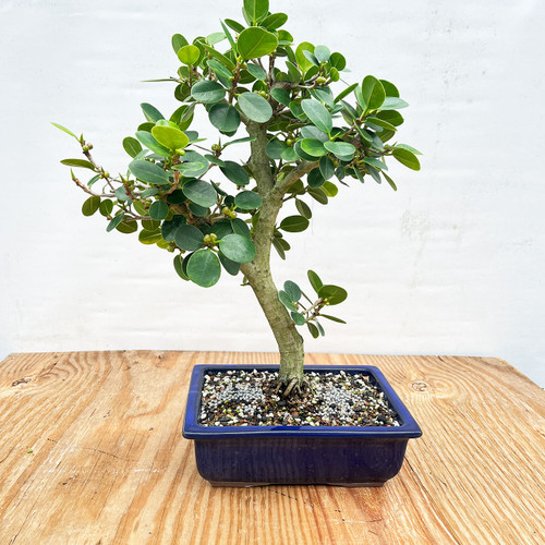 Green Island Ficus Bonsai Tree (No. 1372) at Bonsai Outlet