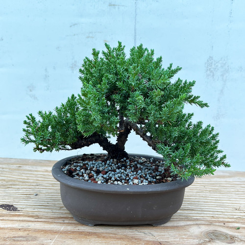 盆栽 Japanese bonsai Japanese Juniper Bonsai Tree in Unglazed Ceramic Pot (8 Year Old
