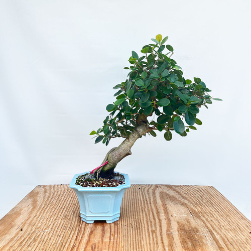 Green Island Ficus Bonsai Tree (No. 11902) at Bonsai Outlet