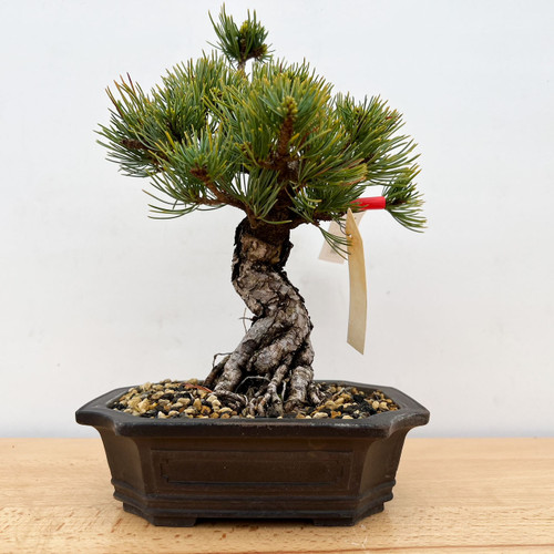 Imported Japanese White Pine 