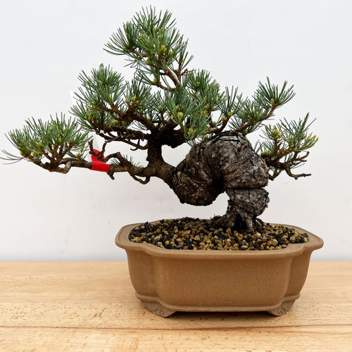 Japanese White Pine (No. 9583) Five Needle Pine