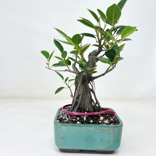 Gensing Ficus Bonsai Tree (No. 11770) at Bonsai Outlet