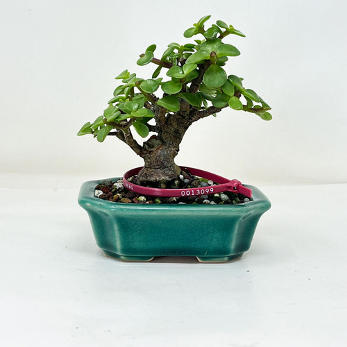 Mini Jade, Portulacara Afra, Bonsai Tree | Bonsai Outlet | N0. 13099