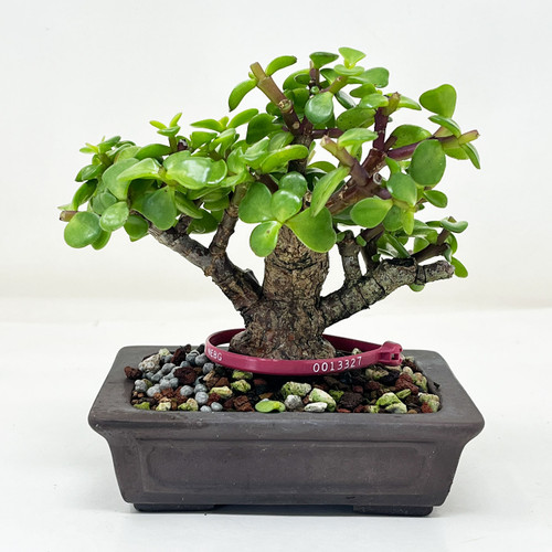 Mini Jade, Portulacara Afra, Bonsai Tree | Bonsai Outlet | N0. 13327