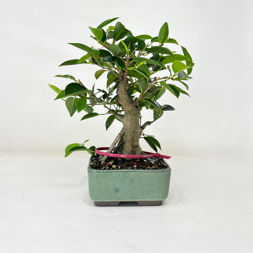 Gensing Ficus Bonsai Tree (No. 11607) at Bonsai Outlet