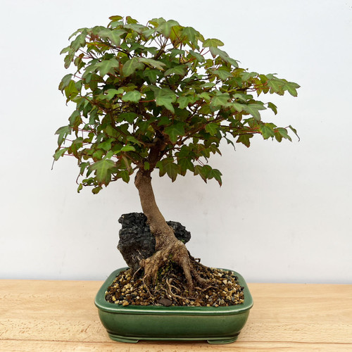 IMG_7252__03304__27129.