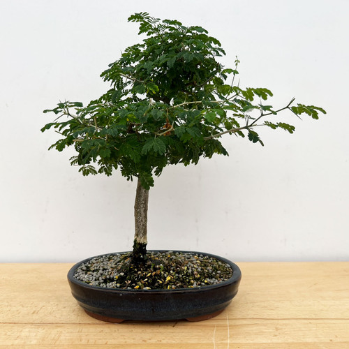 盆栽 brazil Brazilian Rain Tree Bonsai Tree | Bonsai Outlet | N0. 9054