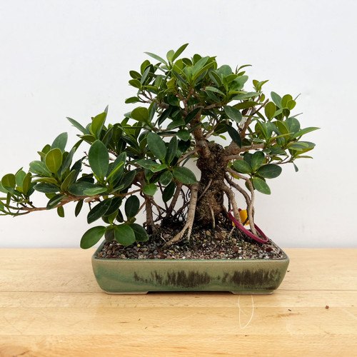 超大型　盆栽鉢(藍色)　BONSAI POT Amazon.com : MUZHI Blue Bonsai Plant Pot 9.9” with Drip